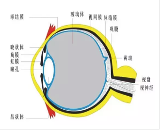 玻璃体病变